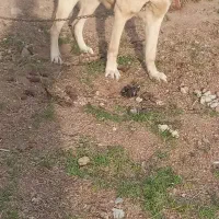 سگ ماده  قی ۱۵