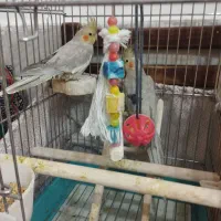 لطفااگهی راکامل بخونید2تاآهویی8ماهه نرصحیح سالم|پرنده|قم, انصار‌الحسین|دیوار