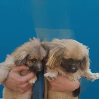 توله سگ نژاددار