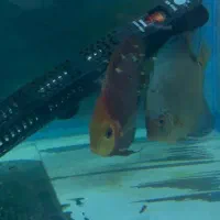 سلام یک جفت ماهی مولد دیسکس پنچ اینچ