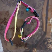 قلاده خرگوش. گربه . خوکچه