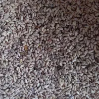 هسته انار روغنگیری|عمدهفروشی|کردکوی, |دیوار