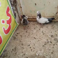 کبوتر کفتر|پرنده|قم, شهرک مهدیه (مدرس)|دیوار