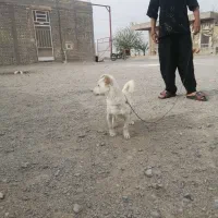 سگ پا کوتاه