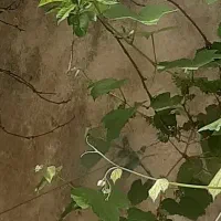 مشاوره حقوقی تخصصی ملکی