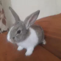 خرگوش گمشده|حیوانات|بیرجند, |دیوار