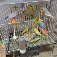 عروس قناری مرغ عشق فنچ گرینچیک|پرنده|خواف, |دیوار