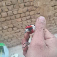 سهره نر|پرنده|قم, علی آباد سعدگان|دیوار