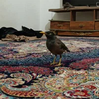 مرغ مینا رام دستی