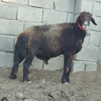 قوچ غزل افشار اصل (میش)