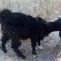 بزقاله نر
