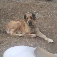 سگ اینده دار|سگ|کاشمر, |دیوار