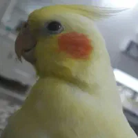 گمشده عروس هلندی محدوده امیرکبیر ۴۲