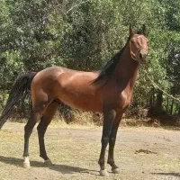 نگهداری از اسب شما