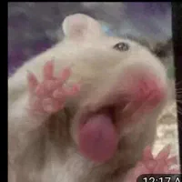 همستر گمشده در محدوده خانه اصفهان