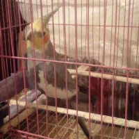 عروس هلندی نر