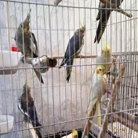 طوطی عروس هلندی|پرنده|صومعه‌سرا, |دیوار