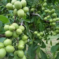 نهال گلدانی لیبل دار