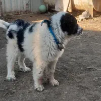 فروش توله سگ در منطقه برخوار