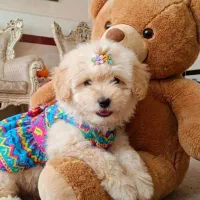 سگ نرتماس بگیرید