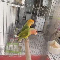 یک جفت طوطی برزیلی