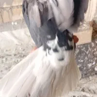 دم سفید|پرنده|فلاورجان, |دیوار