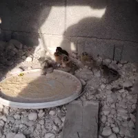 مرغ باجوجه|حیوانات مزرعه|آبدان, |دیوار