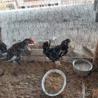 مرغ و خروس گلین