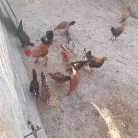 فروش مرغ و خروس دیلگونی جوان جوان