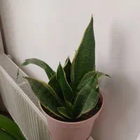 گل اشک ملکه و سانسوریا|گل و گیاه طبیعی|پیر بکران, |دیوار