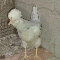 مرغ و خروس گلین چهل تاج|حیوانات مزرعه|کاکی, |دیوار