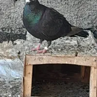 ۳تاپرنده معاوضه باجوج سینه سبز