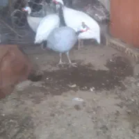 مرغ شاخ دار بوقلمون