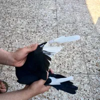 کبوتر|پرنده|مسجد سلیمان, |دیوار