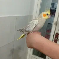 عروس هلندی دستو