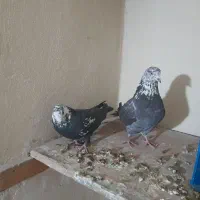 باسلام خدمت عشق بازا حیونانیازی به تعریف ندارن|پرنده|محمدشهر, سیدآباد|دیوار