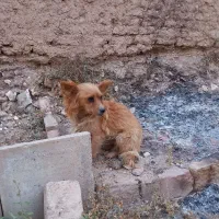 سگ پاکوتاه|سگ|بروجرد, |دیوار