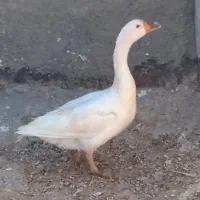غازنر