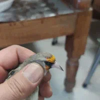 فروش سهره نر بشرط دو سال مست معاوضه با جوجه ملنگو