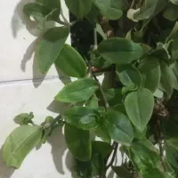 گل قاشقی