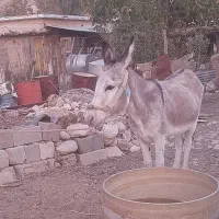 فروش خر بخته|حیوانات مزرعه|شیراز, دوکوهک|دیوار