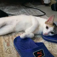 واگذاری. گربه. رایگان|گربه|گنبد کاووس, |دیوار