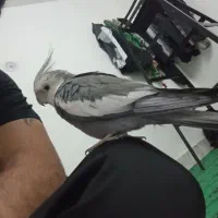 چند عدد عروس