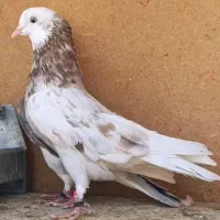 کفتر پرشی