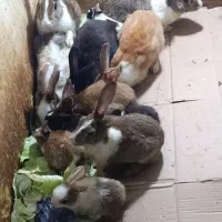 خرگوش خونگی