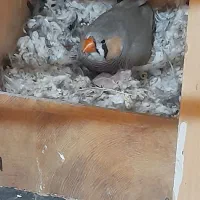 فنچ های کارداده رو تخم و رو جوجه