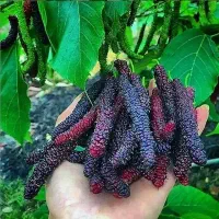 نهالستان گردو و میوه های اقتصادی پالیز|خدمات باغبانی و درختکاری|نکا, |دیوار