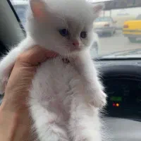 گربه بریتیش