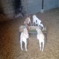 فروش گوسفند