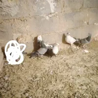 پنچ عدد کفتر|پرنده|هامون, |دیوار